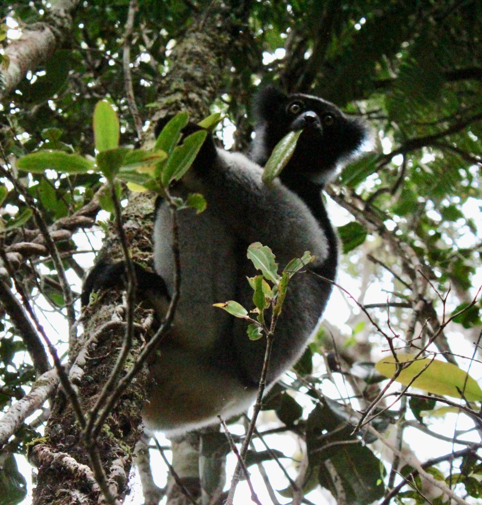 An Indri Indri Lemur Eating a Leaf