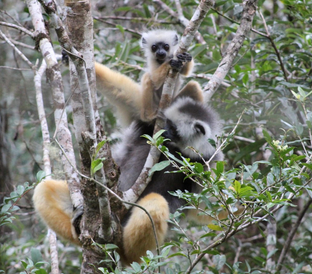 A Diademed Sifaka Mother and her Baby