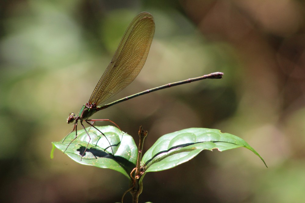 A Dragonfly on a Leaf