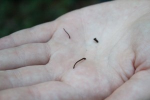 Three Leeches on My Friend Erica's Palm
