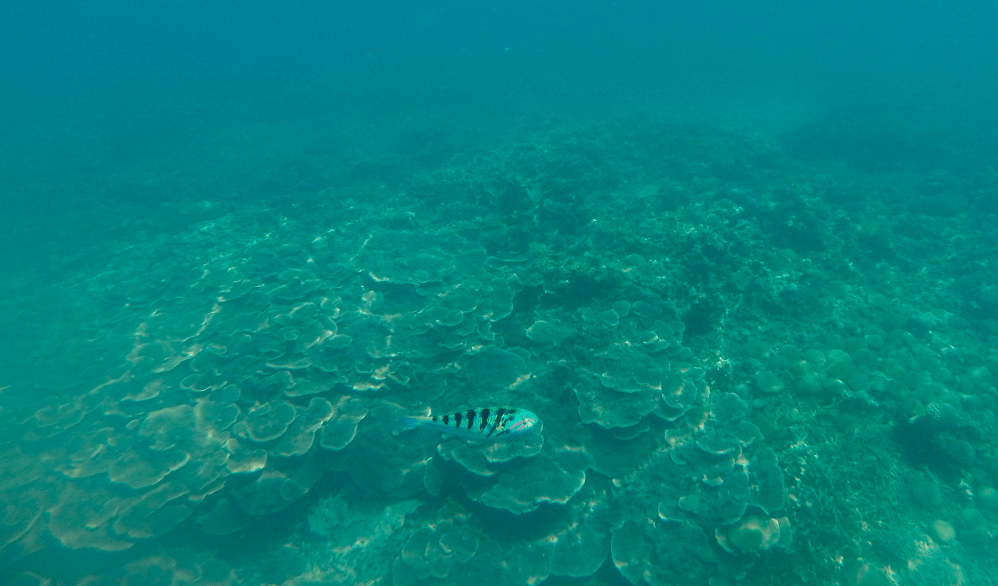 A Coral Reef in the Mozambique Channel