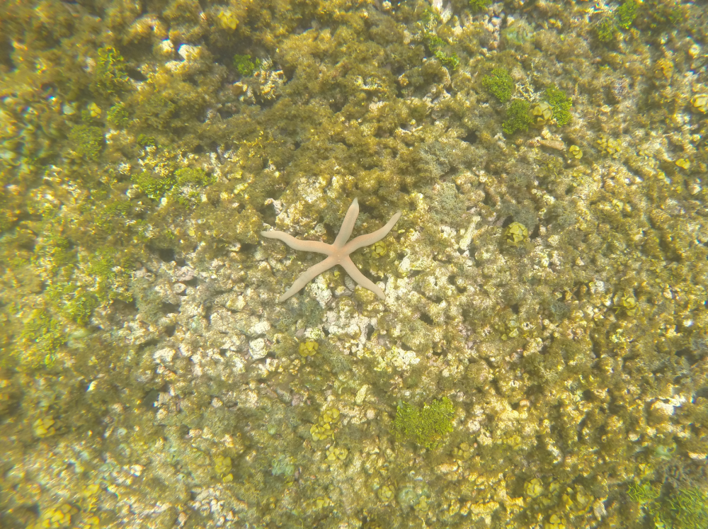 A Starfish