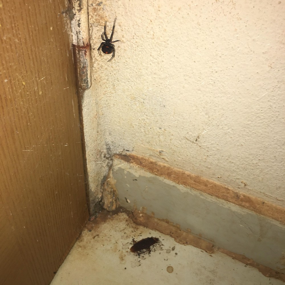 The Black Widow up in its Web While Smaller Bugs Surround the Defeated Cockroach