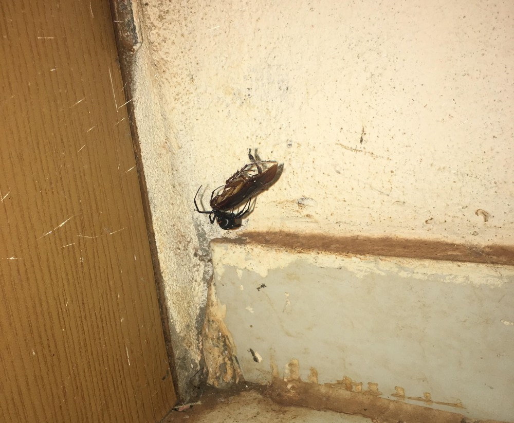 A Cockroach and a Black Widow Engaged in Battle